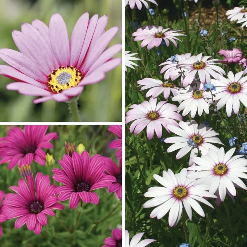 World Botanics Osteospermum Collection perkplant 9 stuks mix