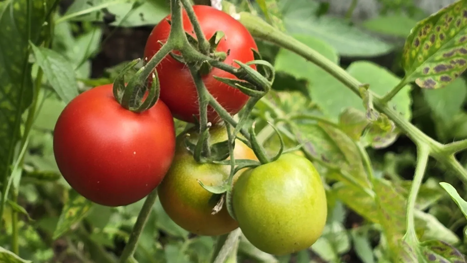 De Tuinen van MergenMetz Kampioen tomatenzaden onbespoten
