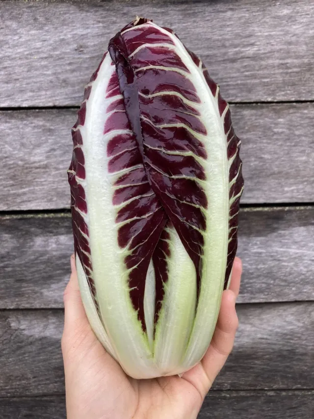 Vitale Rassen Radicchio Treviso groentezaden onbespoten