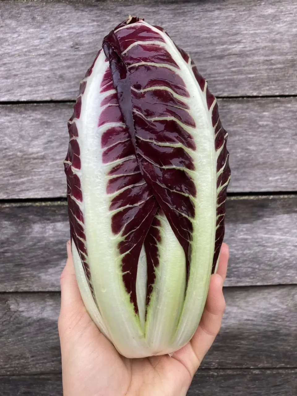 Vitale Rassen Radicchio Treviso groentezaden onbespoten