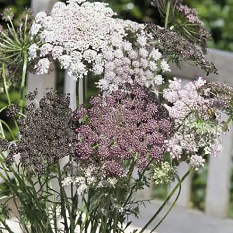 World Botanics Wild Carrot wilde peen 5 jonge planten