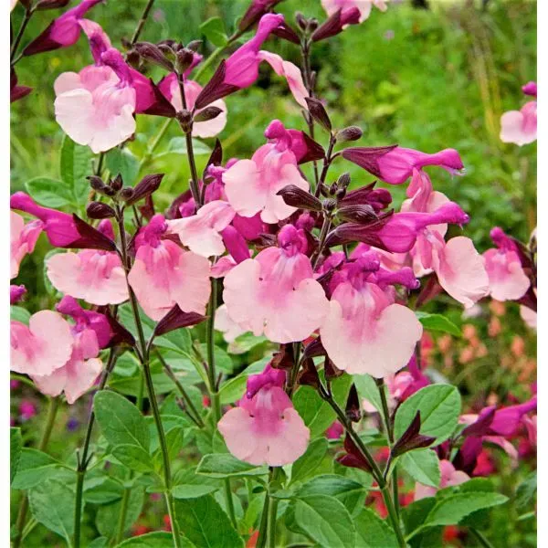 World Botanics Peach Melba salvia planten 5 stuks perzikroze