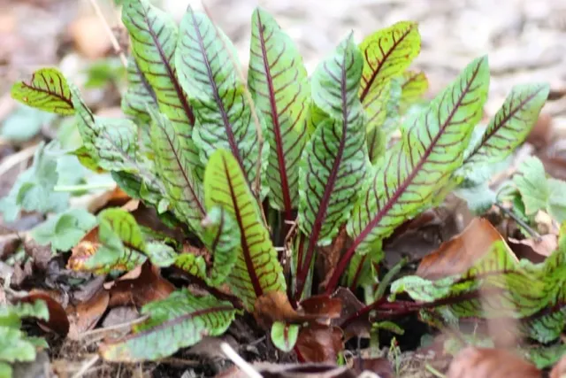 De Tuinen van MergenMetz Bloedzuring zaden vaste plant zuur