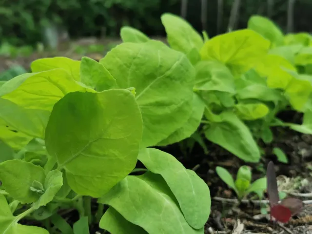 De Tuinen van MergenMetz Gele tuinmelde zaden 50 stuks lichtgroen