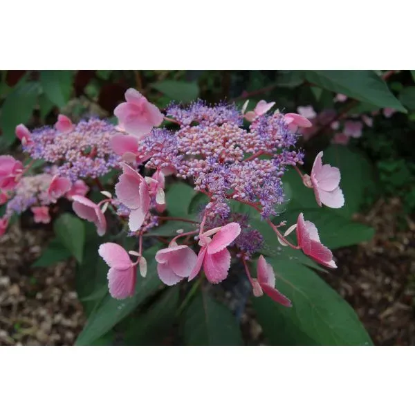 World Botanics Hydrangea Hot Chocolate hortensia 9cm pot