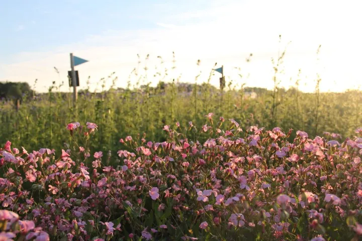 Vitale Rassen Koekruid Mix bloemzaden wit-roze