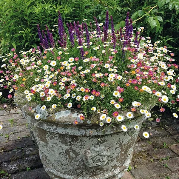 World Botanics Stallone erigeron bloemplanten 15 tuinplanten