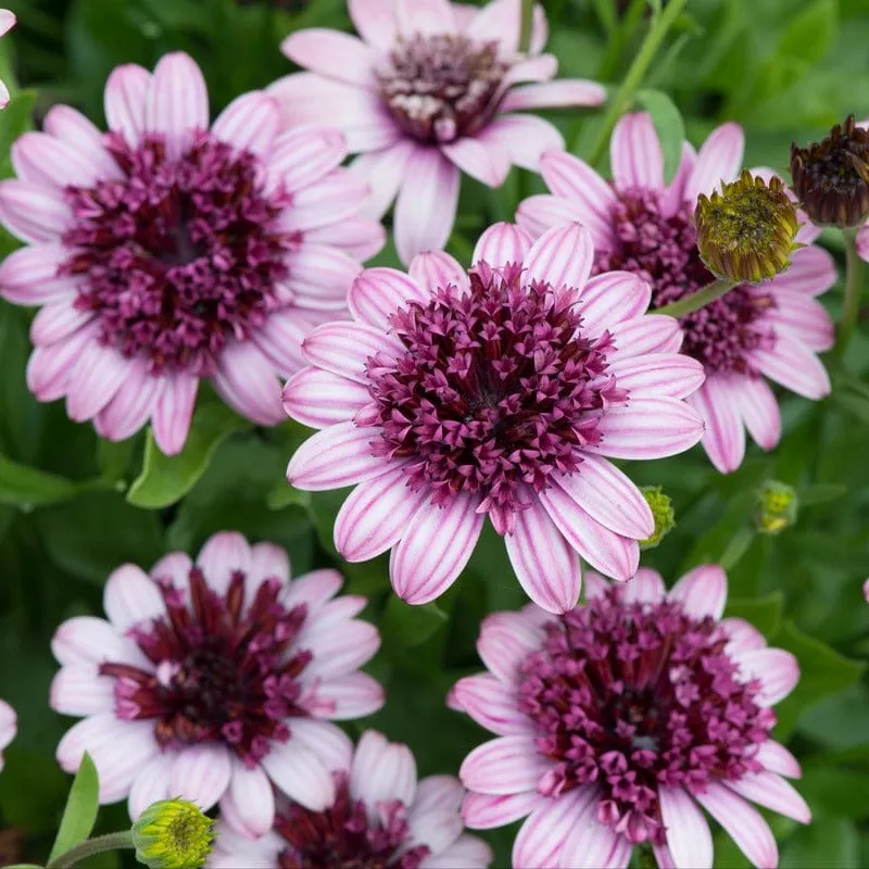 World Botanics Osteospermum Double Berry White 5 jonge planten