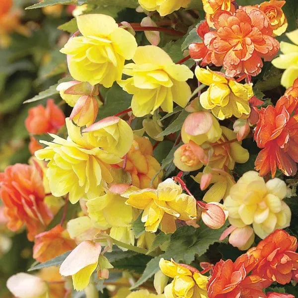 World Botanics Begonia Illumination Apricot Shades F1 15 stuks hangplant