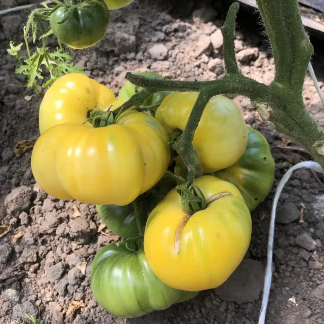 Vitale Rassen Antwerpse Witte Ster tomatenzaden kas