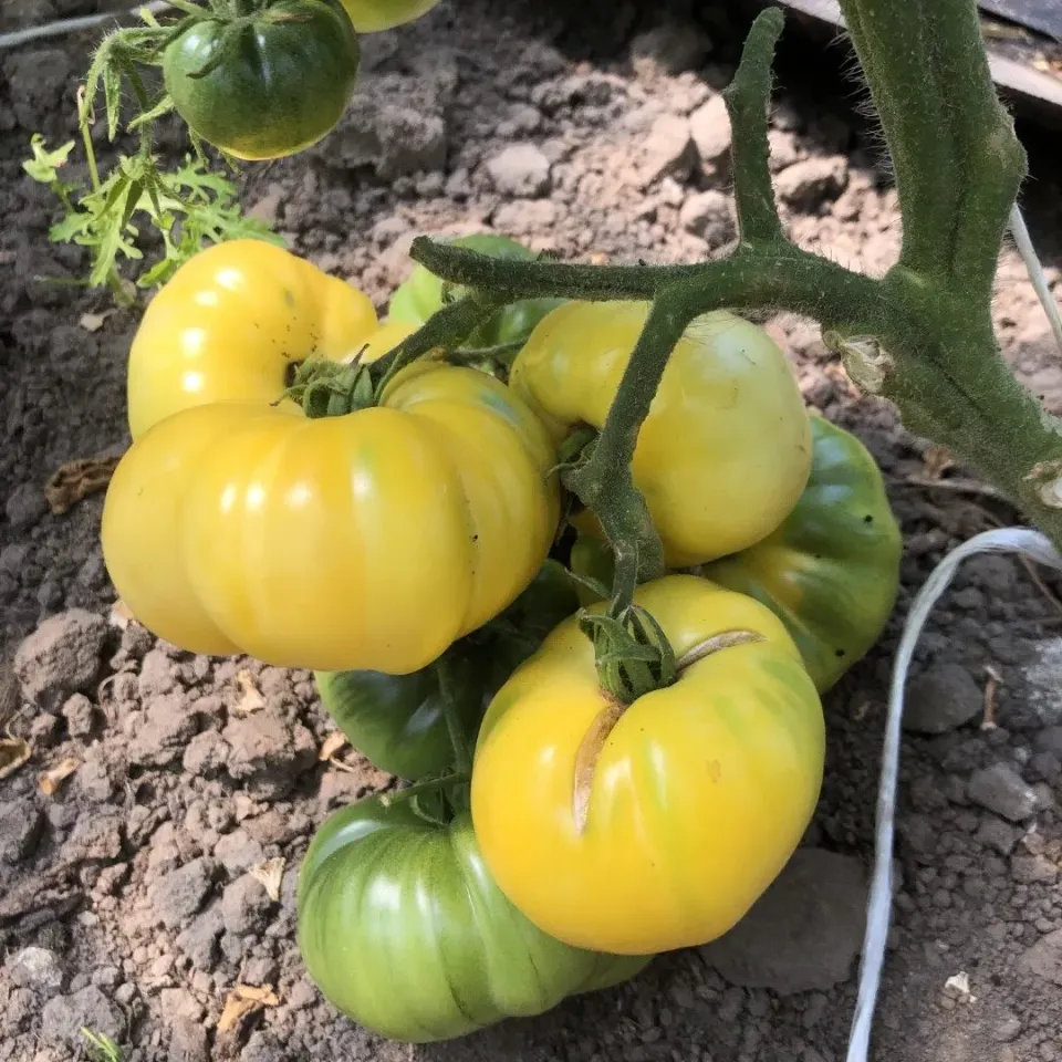 Vitale Rassen Antwerpse Witte Ster tomatenzaden kas