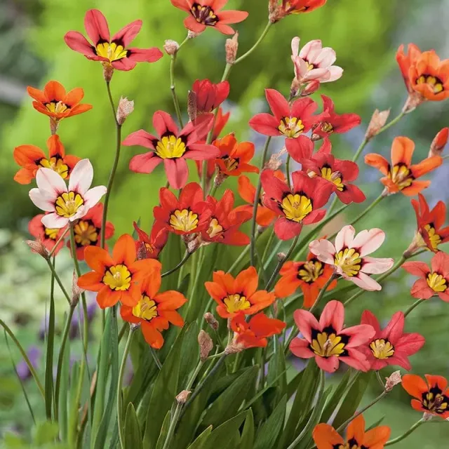 World Botanics Sparaxis Tricolor bloembollen vroege zomer zon