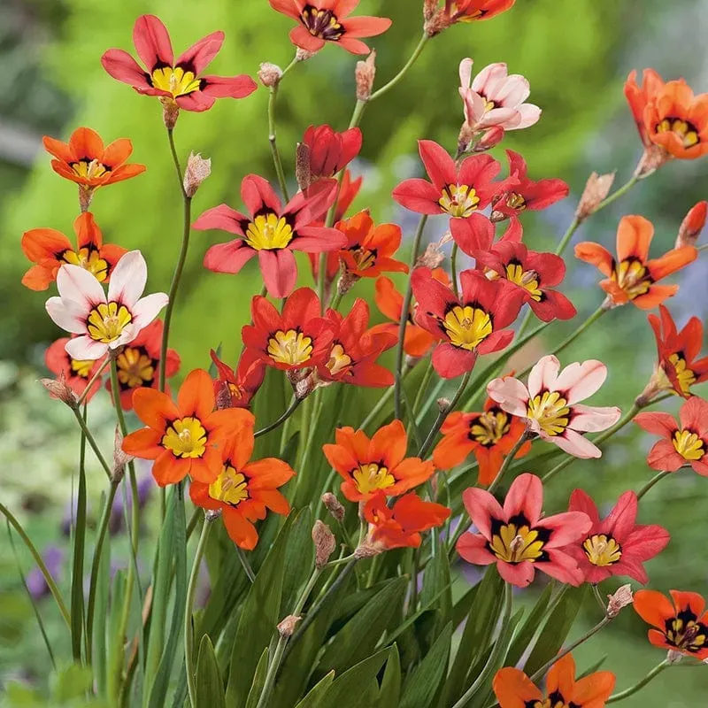World Botanics Sparaxis Tricolor bloembollen vroege zomer zon