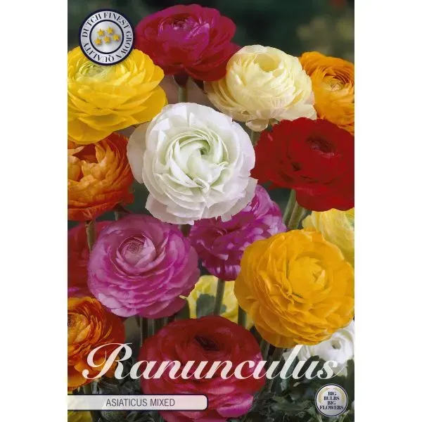 World Botanics Ranunculus Mixed bloembollen voorjaar