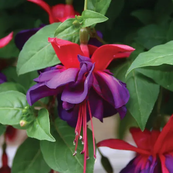 World Botanics Fuchsia Voodoo hangplanten 15 jonge planten
