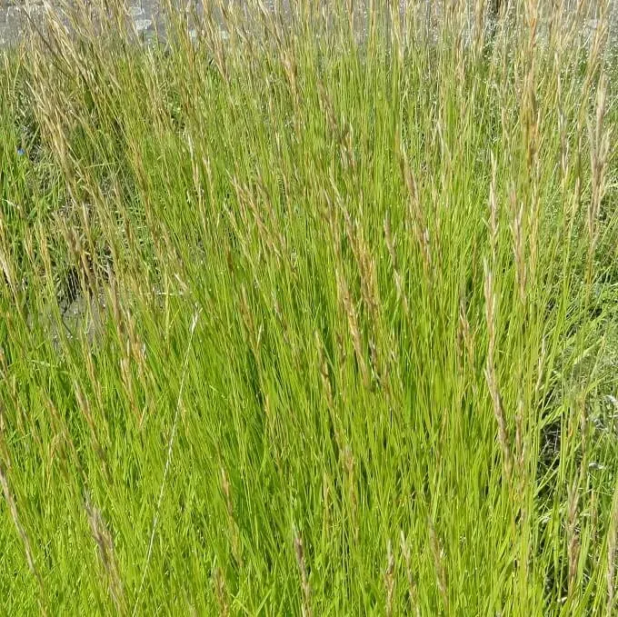 MediGran Brachypodium pinnatum zaden gevinde kortsteel onbespoten