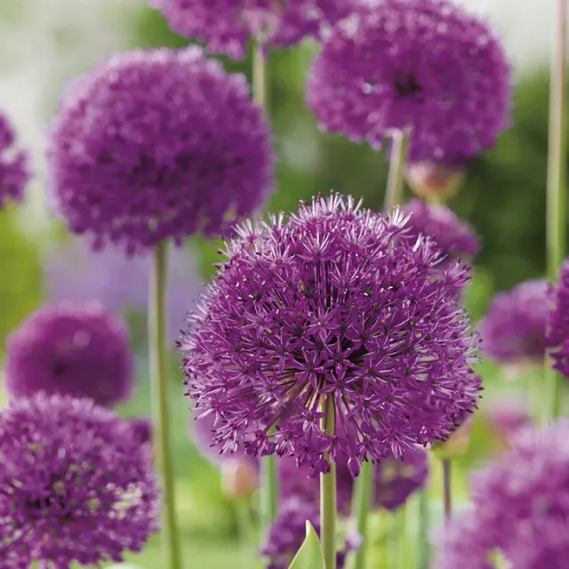 World Botanics Purple Sensation sierui bollen 15 stuks paars