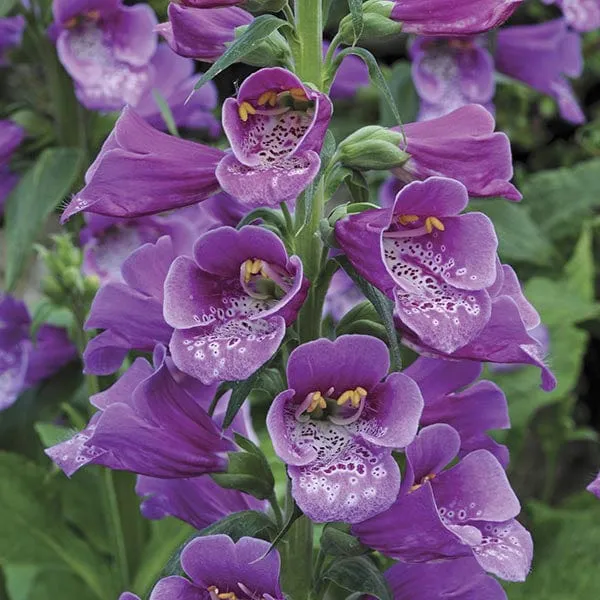 World Botanics Dalmatian vingerhoedskruid planten 5 stuks bijen