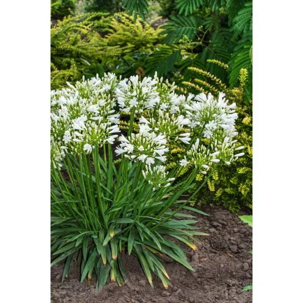 World Botanics Mi Casa agapanthus plant wit 9cm pot