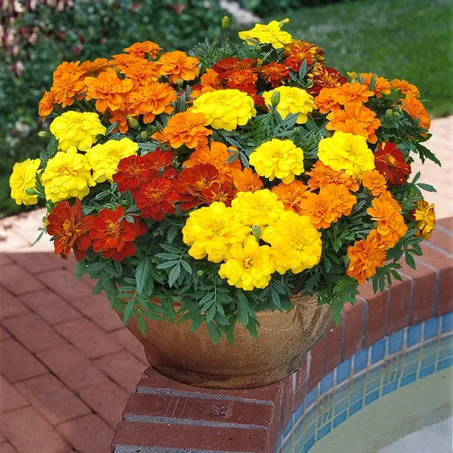 World Botanics Durango Mixed F1 afrikaantjes 15 planten