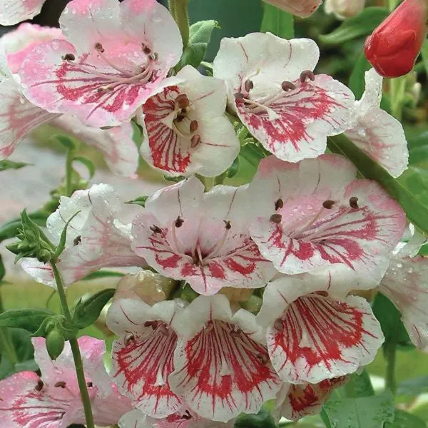 World Botanics Penstemon Strawberries Cream jonge planten 5 stuks