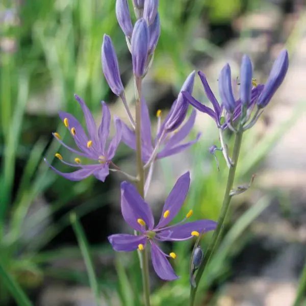 World Botanics Camassia Quamash bloembollen 20 stuks blauw