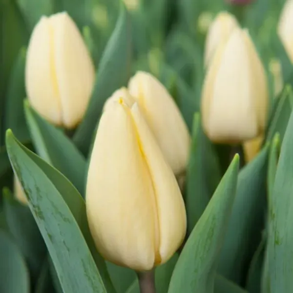 World Botanics Crème Fraiche tulpenbollen 15 stuks crème