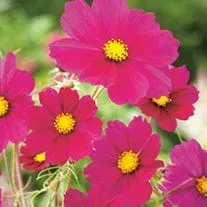 World Botanics Cosmos Dazzler zaden grootbloemig roze