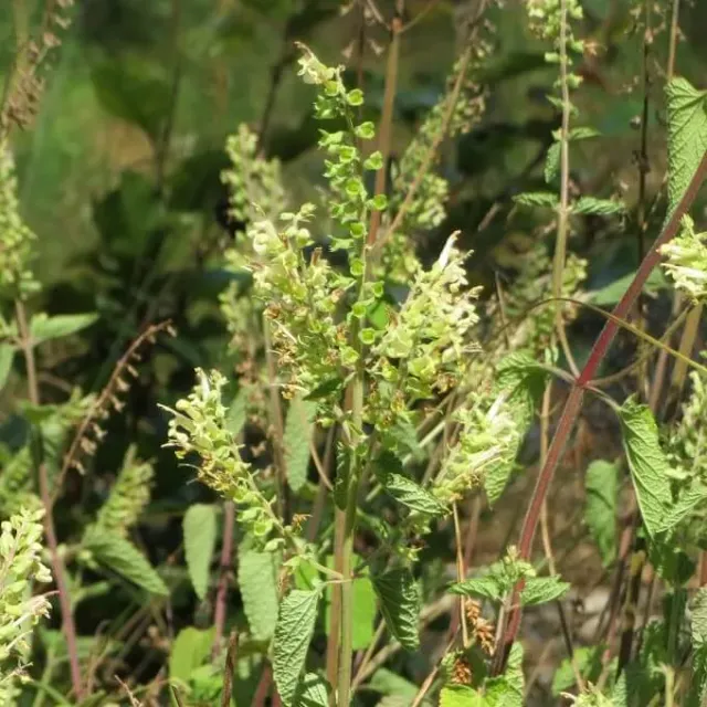 MediGran Valse Salie zaden Teucrium scorodonia