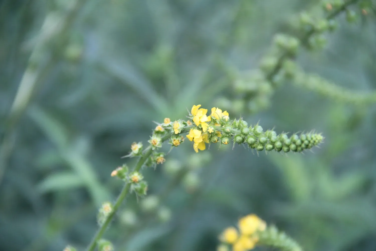 Vitale Rassen Bloemenmix Inheems meerjarig zaden onbespoten