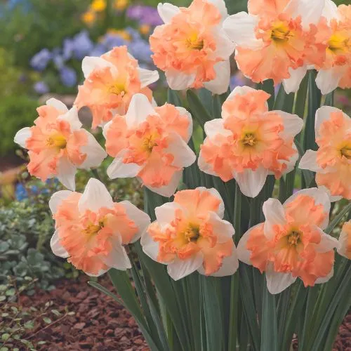World Botanics Narcissus Mariner bloembollen 15 stuks crèmewit