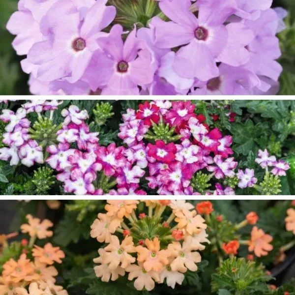 World Botanics Verbena Vectura perkplanten 15 stuks mix