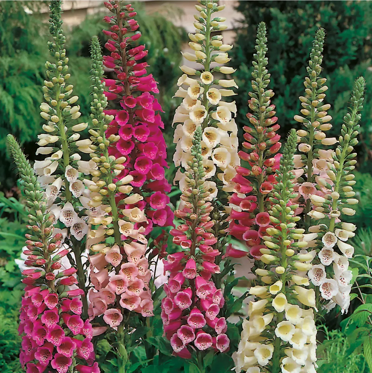 World Botanics Foxglove Foxy Mixed vingerhoedskruid zaden