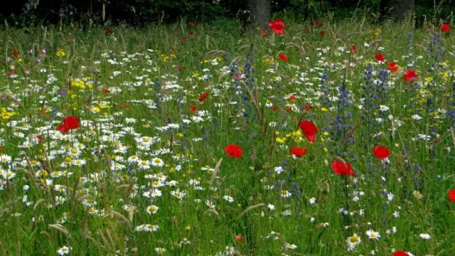 MediGran Landschapsflora LZ-1 bloemenmengsel zandgrond