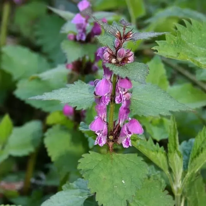 MediGran Gevlekte dovenetel Lamium maculatum zaden