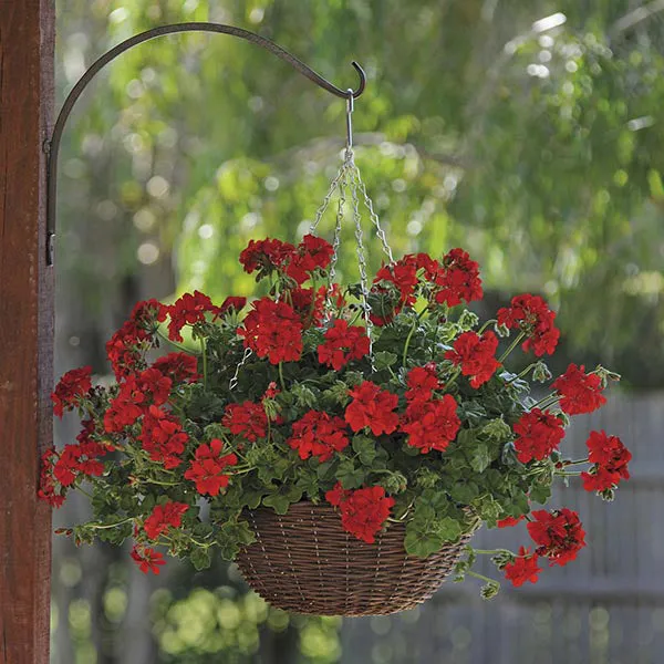 World Botanics Pelargonium Trailing Collection hanggeranium 15 planten
