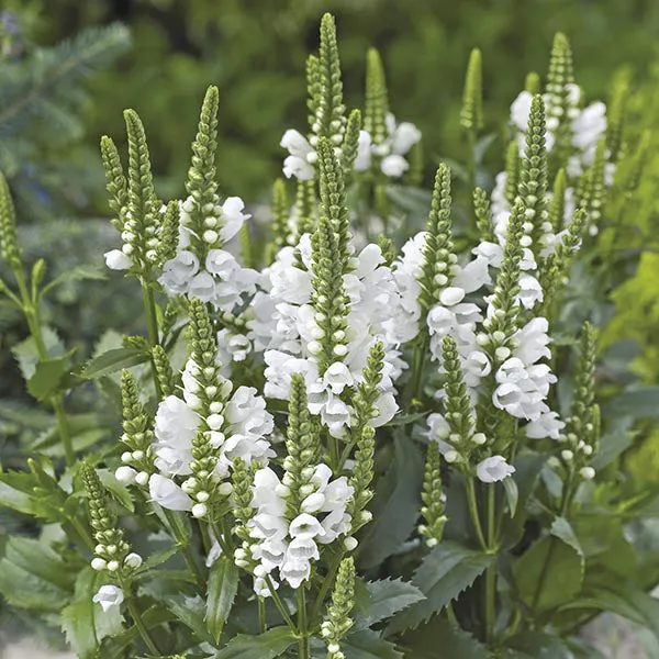 World Botanics Bee Happy Blooms jonge planten 20 stuks bijvriendelijk