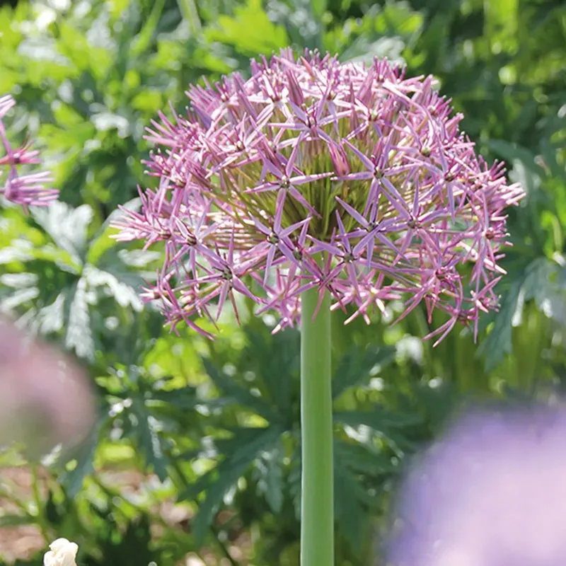 World Botanics Allium Cristophii bloembollen 15 stuks paars