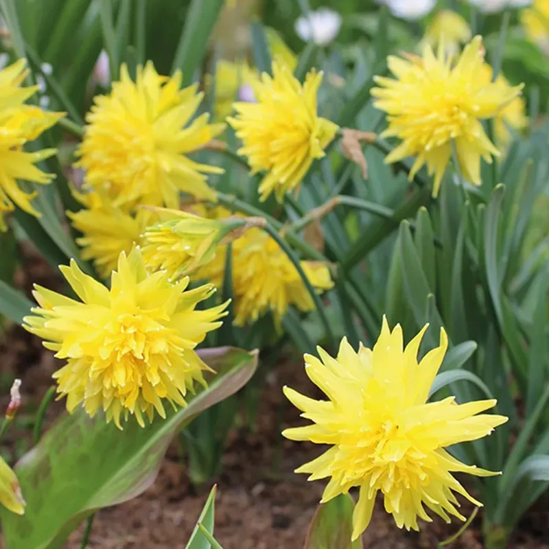 World Botanics Rip Van Winkle narcis bloembollen 15 stuks