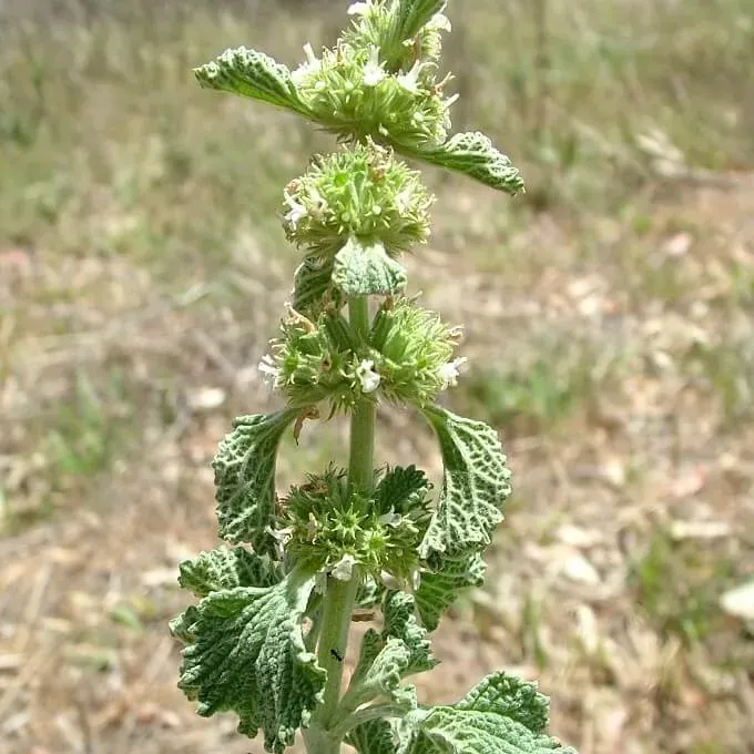 MediGran Marrubium vulgare zaden malrove