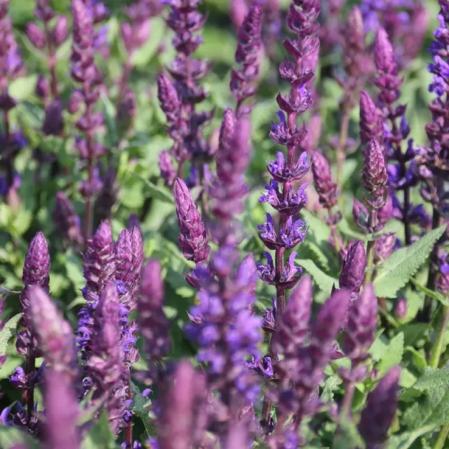 World Botanics Salvatore Blue salvia planten 15 stuks bijen