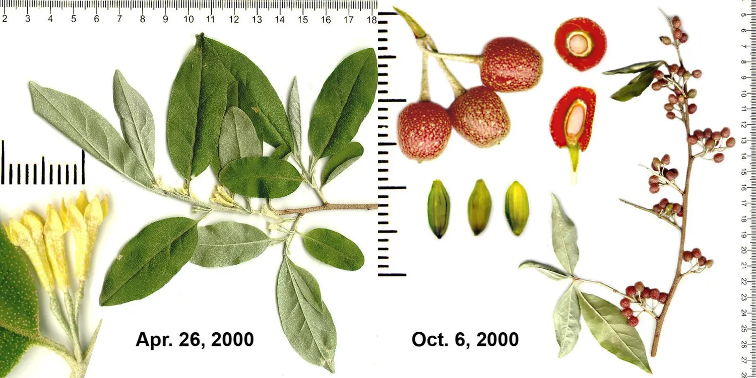 De Tuinen van MergenMetz Sweet n Tart schermolijfwilg plant C1,5