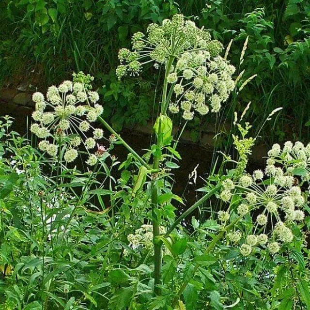 MediGran Angelica archangelica grote engelwortel zaden onbespoten