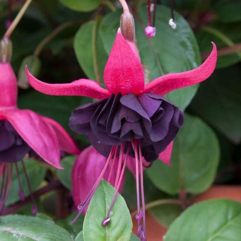 World Botanics Fuchsia Bush Blacky planten 5 stuks donkerpaars