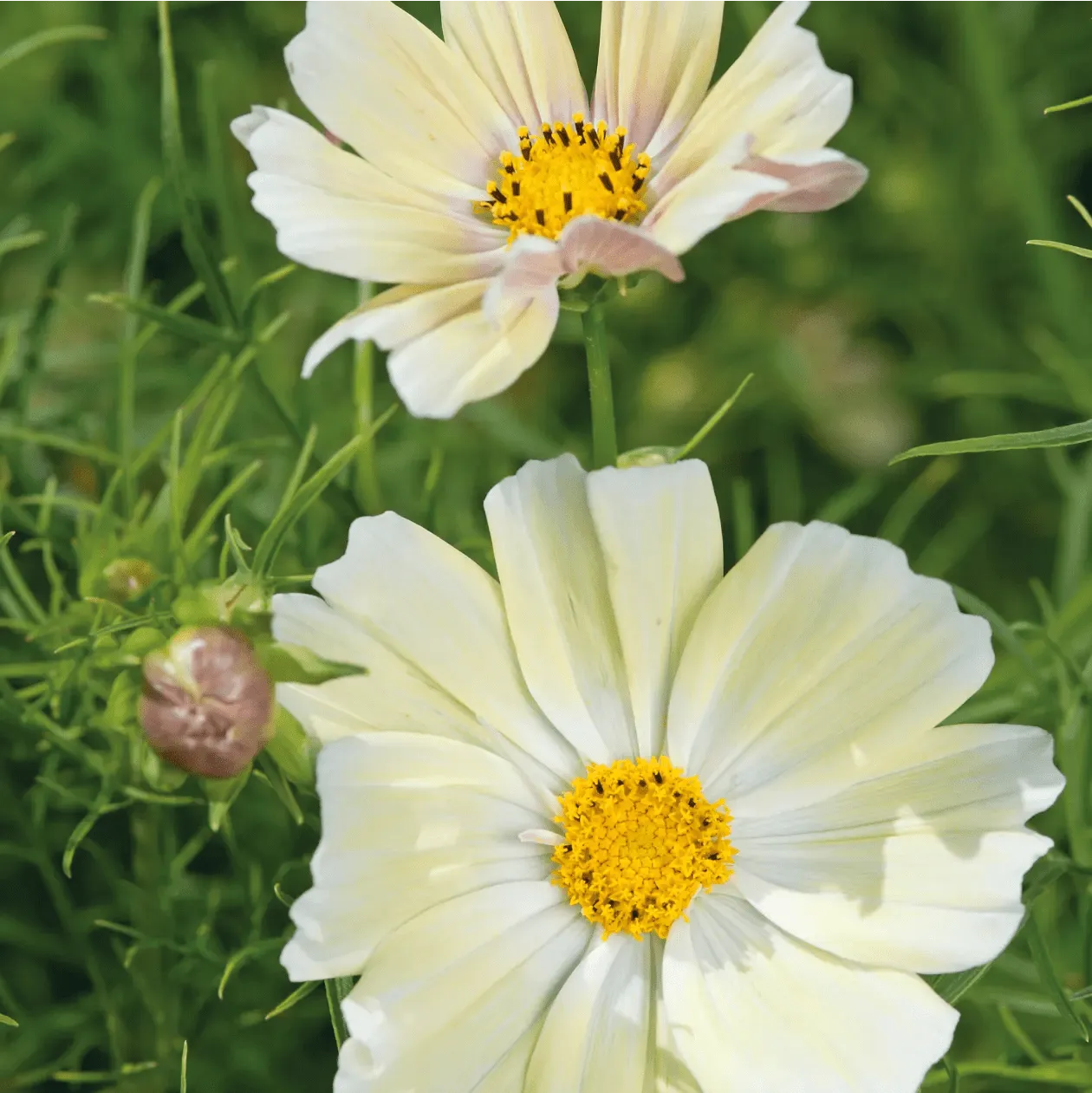 World Botanics Cosmos Kiiro bloemzaden geel