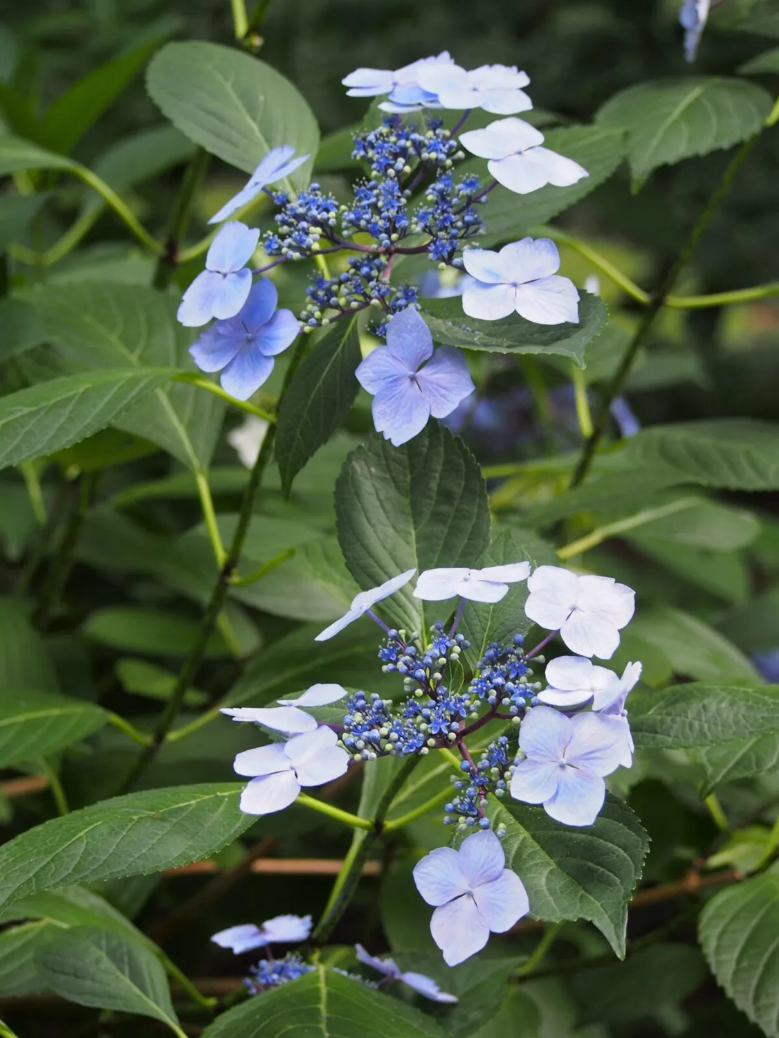 De Tuinen van MergenMetz Mariesii Lilacina berghortensia schaduw