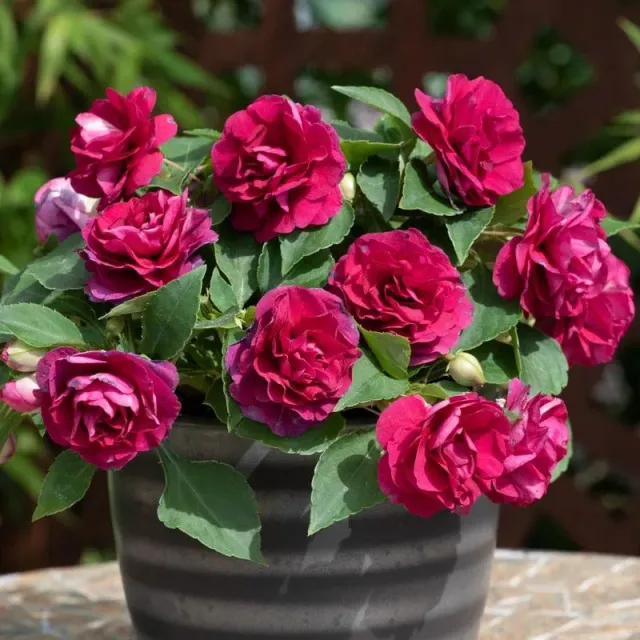 World Botanics Impatiens Glimmer Burgundy jonge planten 5 stuks schaduw