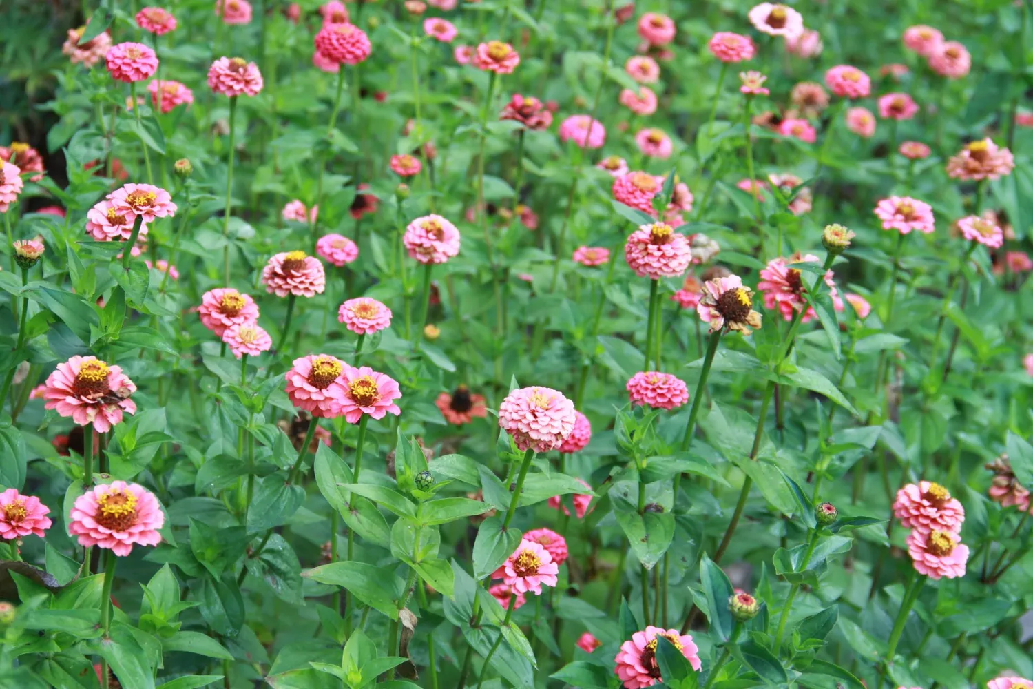 Vitale Rassen Zinnia Lilliput Salmon bloemzaden onbespoten