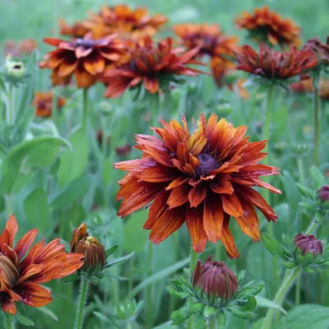 Vitale Rassen ruige zonnehoed bloemzaden onbespoten