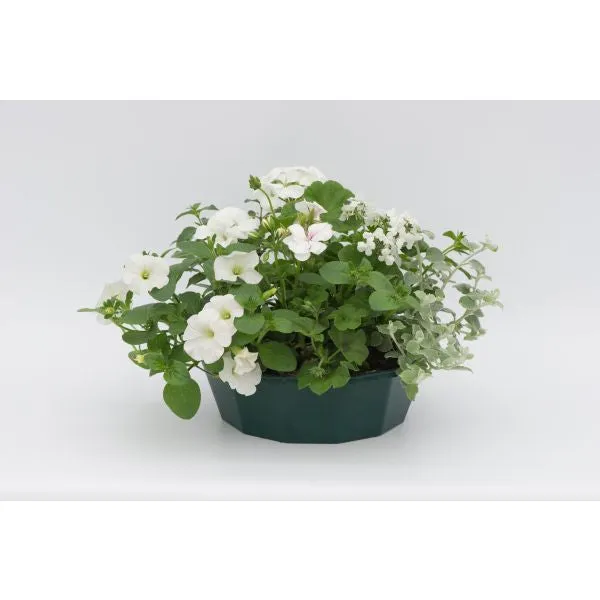 World Botanics Speedplanter Effortless Chic bloemmix 7 planten blauw
